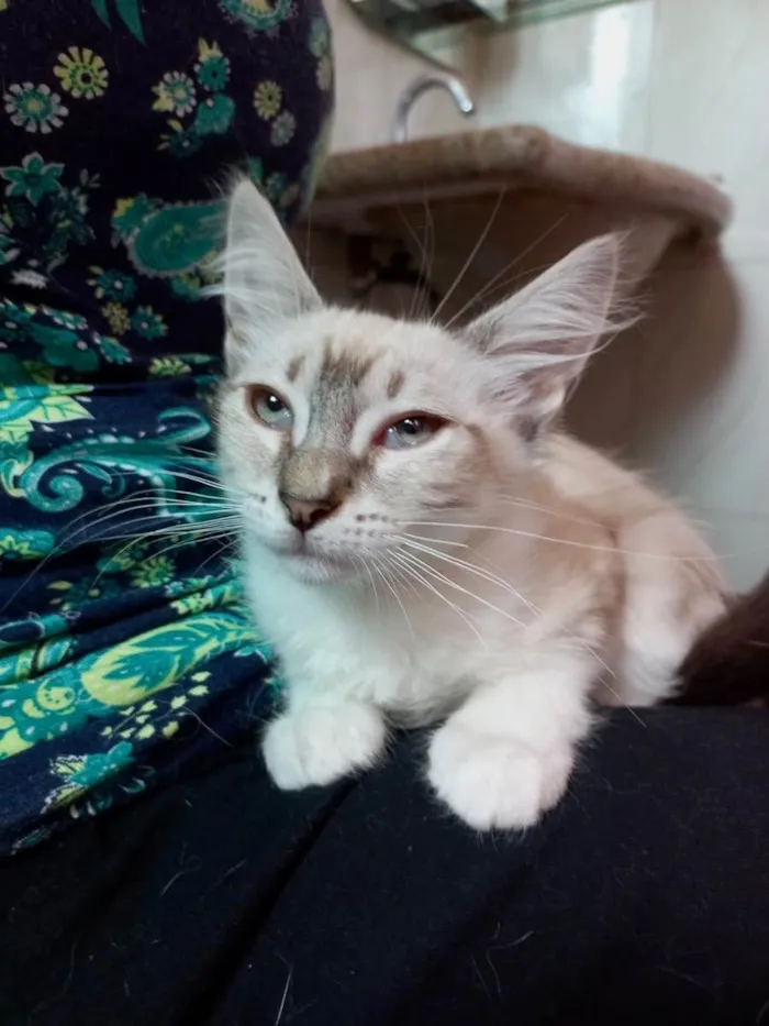 Gato raça Srd idade 2 a 6 meses nome Mimi bebê 2 meses 