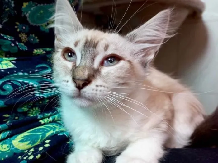 Gato raça Srd idade 2 a 6 meses nome Mimi bebê 2 meses 