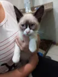 Gato raça Srd idade 2 a 6 meses nome Pimmi bb2meses 