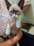 Gato raça Srd idade 2 a 6 meses nome Pimmi bb2meses 