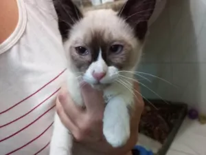 Gato raça Srd idade 2 a 6 meses nome Pimmi bb2meses 