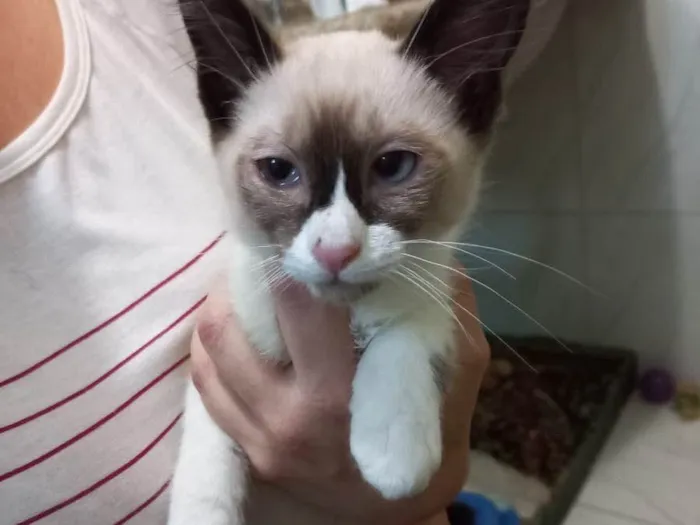 Gato raça Srd idade 2 a 6 meses nome Pimmi bb2meses 