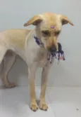 Branquinha
