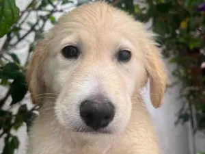Cachorro raça SRD  idade 2 a 6 meses nome Sem Nome