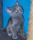 Léo