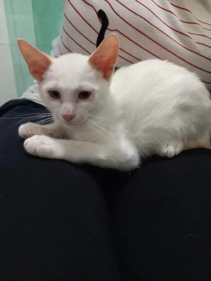 Gato raça Srd idade 2 a 6 meses nome Rafinha 2meses 