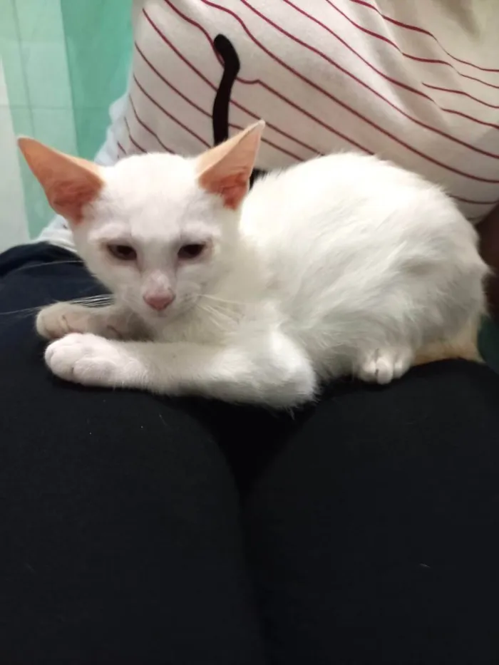 Gato raça Srd idade 2 a 6 meses nome Rafinha 2meses 