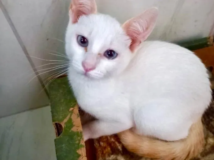 Gato raça Srd idade 2 a 6 meses nome Rafinha 2meses 