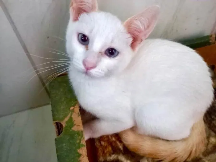 Gato raça Srd idade 2 a 6 meses nome Rafinha 2meses 