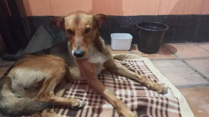 Cachorro ra a SRD idade 1 ano nome Sem nome