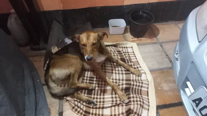 Cachorro ra a SRD idade 1 ano nome Sem nome