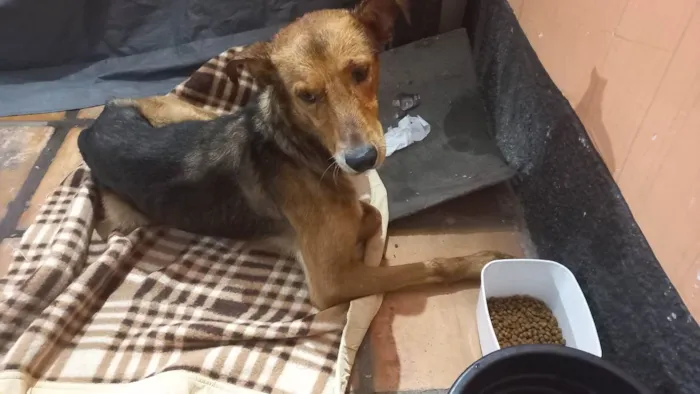 Cachorro ra a SRD idade 1 ano nome Sem nome