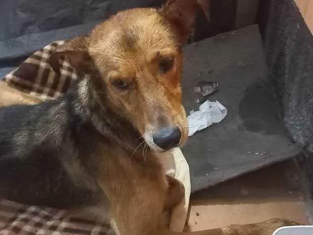 Cachorro ra a SRD idade 1 ano nome Sem nome