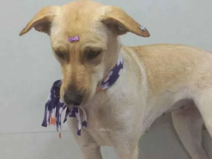 Cachorro ra a SRD idade 2 anos nome Branquinha