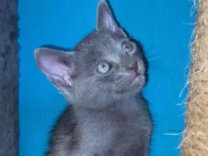Gato raça Srd idade Abaixo de 2 meses nome Léo 