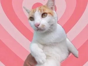 Gato raça Srd idade 1 ano nome Yuki bonzinho demais