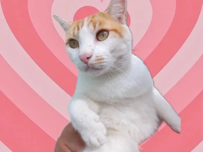 Gato raça Srd idade 1 ano nome Yuki bonzinho demais