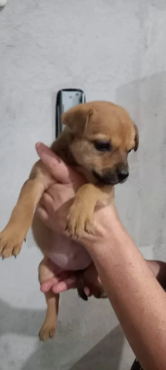 Cachorro ra a Indefinida idade Abaixo de 2 meses nome Sem nome são filhote