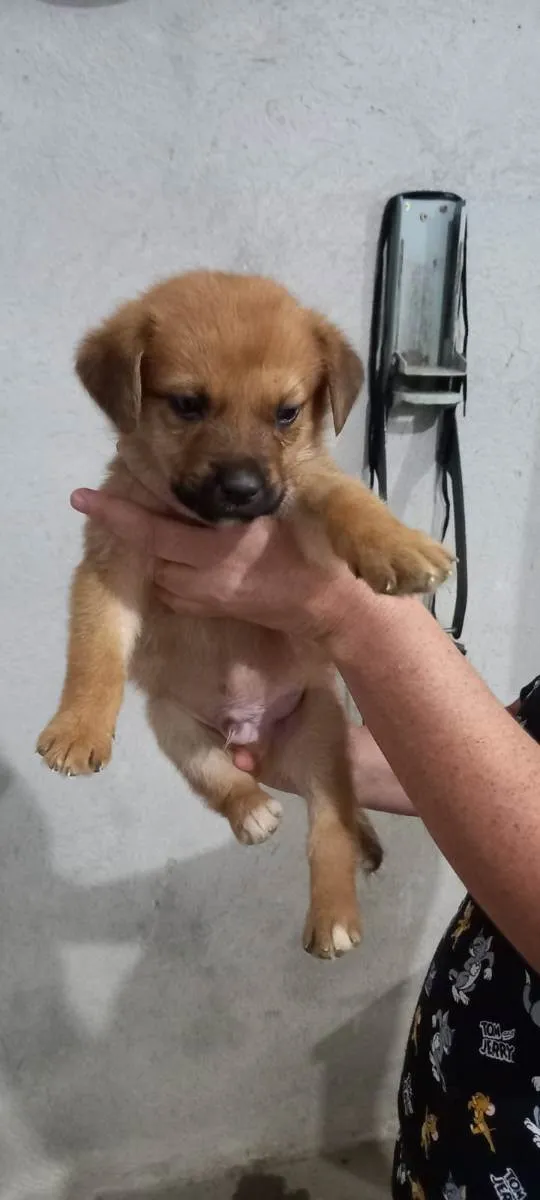 Cachorro ra a Indefinida idade Abaixo de 2 meses nome Sem nome são filhote