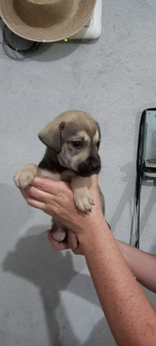 Cachorro ra a Indefinida idade Abaixo de 2 meses nome Sem nome são filhote