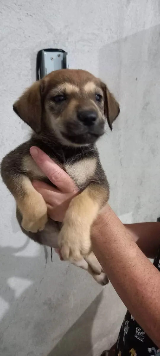 Cachorro ra a Indefinida idade Abaixo de 2 meses nome Sem nome são filhote