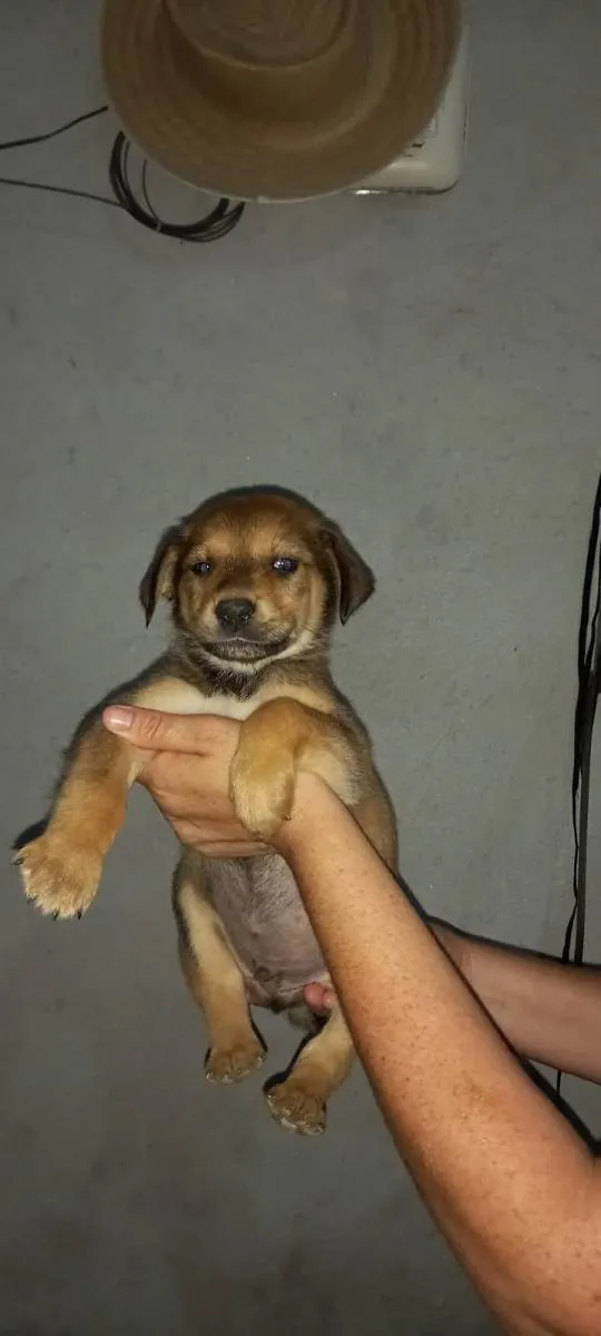 Cachorro ra a Indefinida idade Abaixo de 2 meses nome Sem nome são filhote