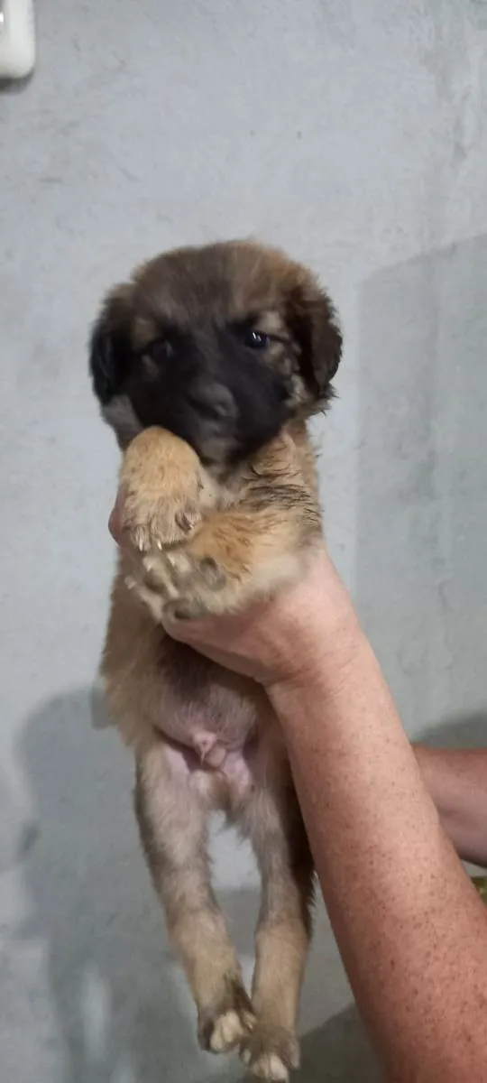 Cachorro ra a Indefinida idade Abaixo de 2 meses nome Sem nome são filhote