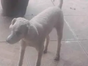 Cachorro raça Poodle idade 5 anos nome Paçoca 