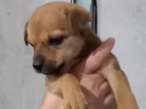 Cachorro raça Indefinida idade Abaixo de 2 meses nome Sem nome são filhote