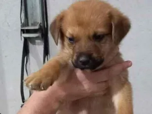 Cachorro raça Indefinida idade Abaixo de 2 meses nome Filhote