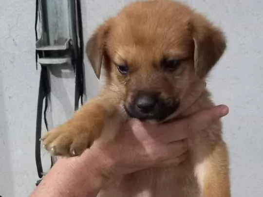 Cachorro ra a Indefinida idade Abaixo de 2 meses nome Filhote