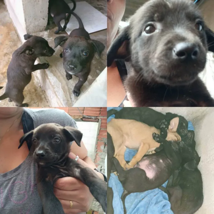 Cachorro ra a Vira-latas idade Abaixo de 2 meses nome Sexteto 