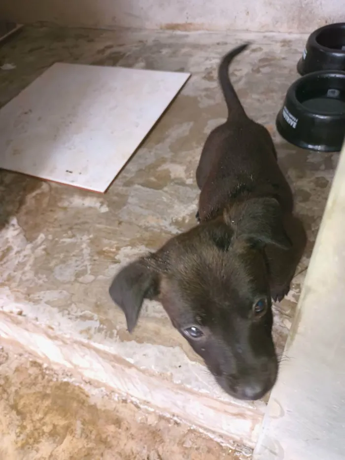 Cachorro ra a Vira-latas idade Abaixo de 2 meses nome Sexteto 