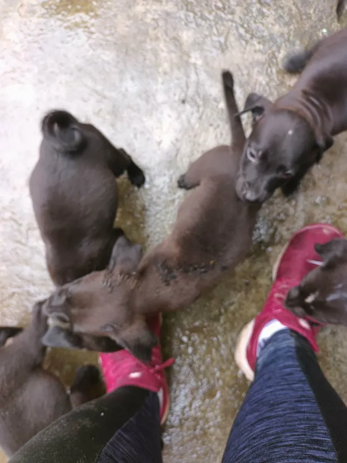 Cachorro ra a Vira-latas idade Abaixo de 2 meses nome Sexteto 