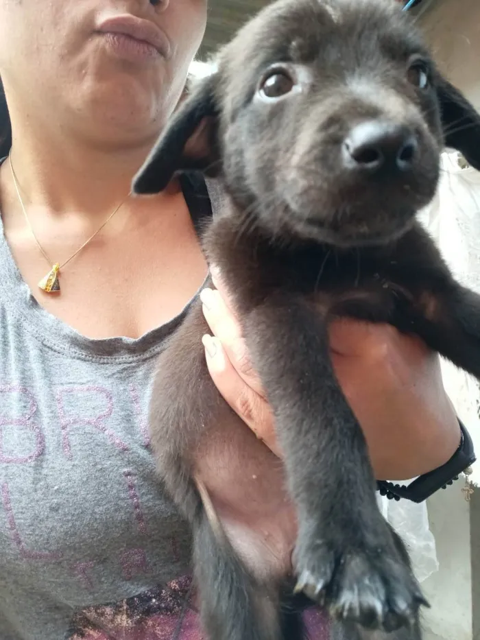 Cachorro ra a Vira-latas idade Abaixo de 2 meses nome Sexteto 