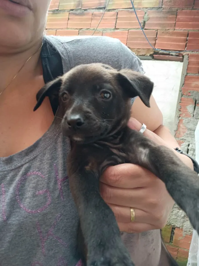 Cachorro ra a Vira-latas idade Abaixo de 2 meses nome Sexteto 