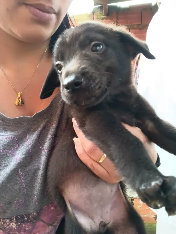 Cachorro ra a Vira-latas idade Abaixo de 2 meses nome Sexteto 