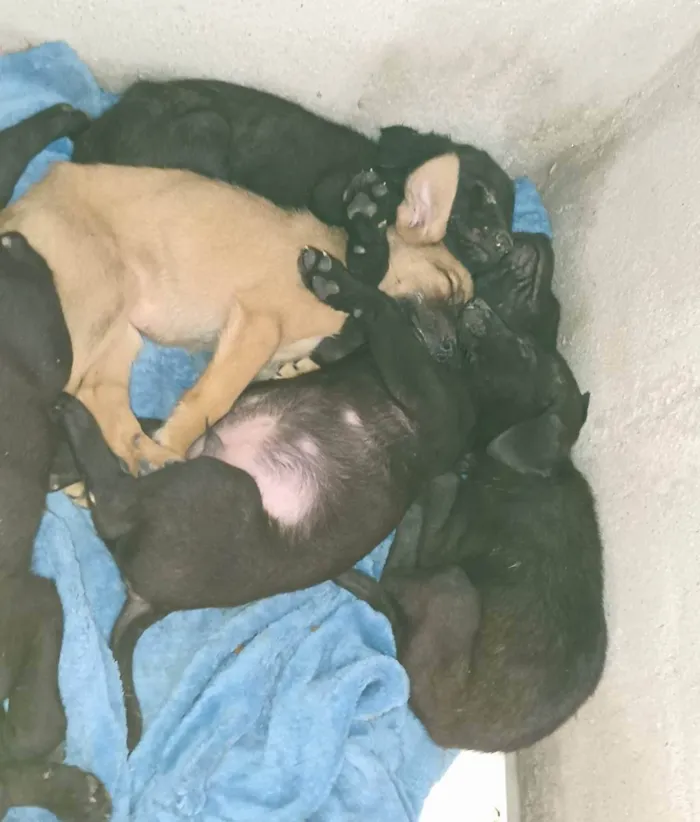 Cachorro ra a Vira-latas idade Abaixo de 2 meses nome Sexteto 