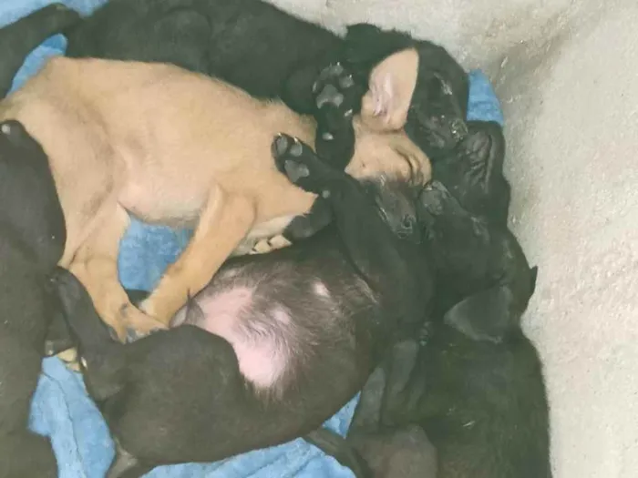 Cachorro ra a Vira-latas idade Abaixo de 2 meses nome Sexteto 