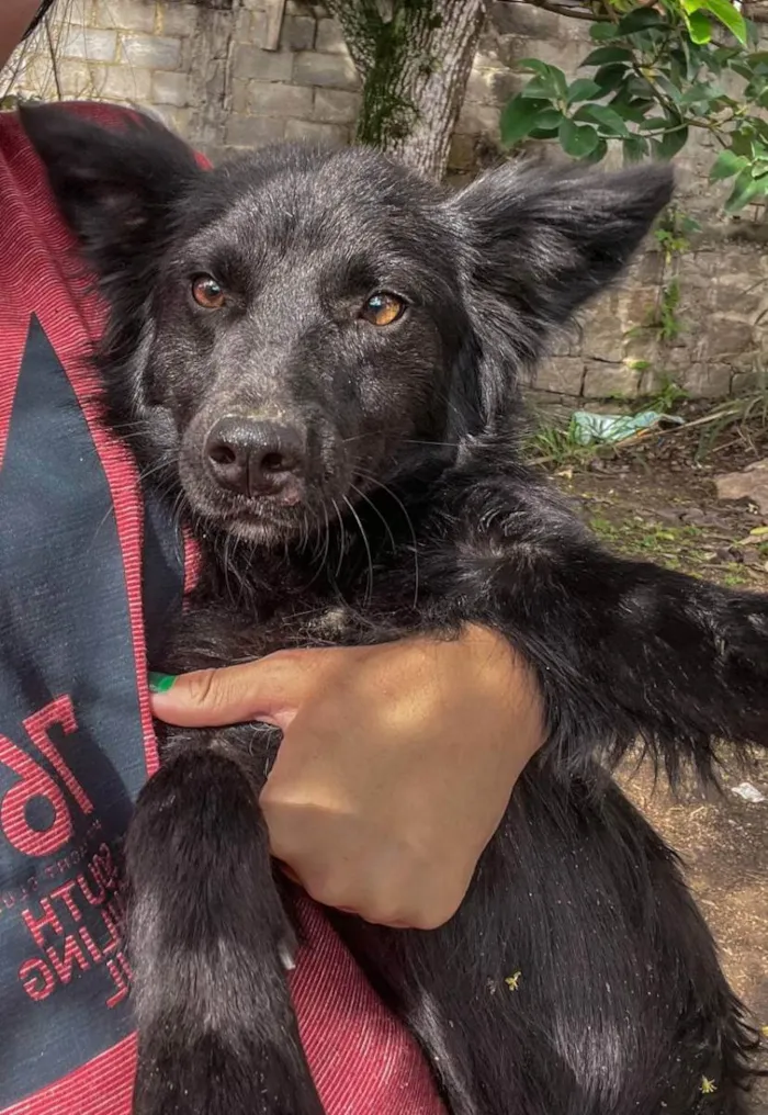 Cachorro ra a Indefinida idade 7 a 11 meses nome Pricesa