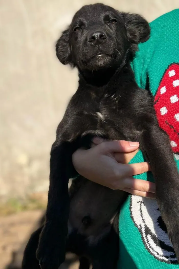Cachorro ra a Indefiniada idade 7 a 11 meses nome Lobinho