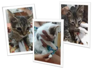 Gato raça SRD idade 2 a 6 meses nome 3 SEM NOMES