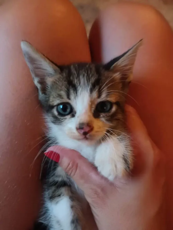 Gato raça SRD idade Abaixo de 2 meses nome SEM NOME