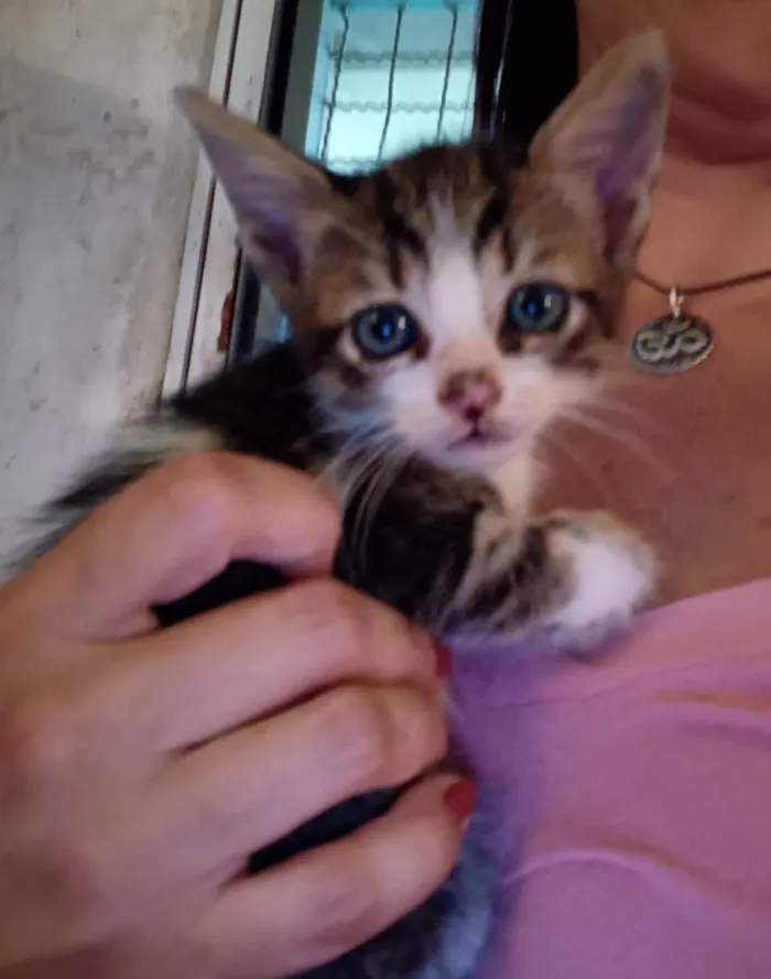 Gato raça SRD idade Abaixo de 2 meses nome SEM NOME