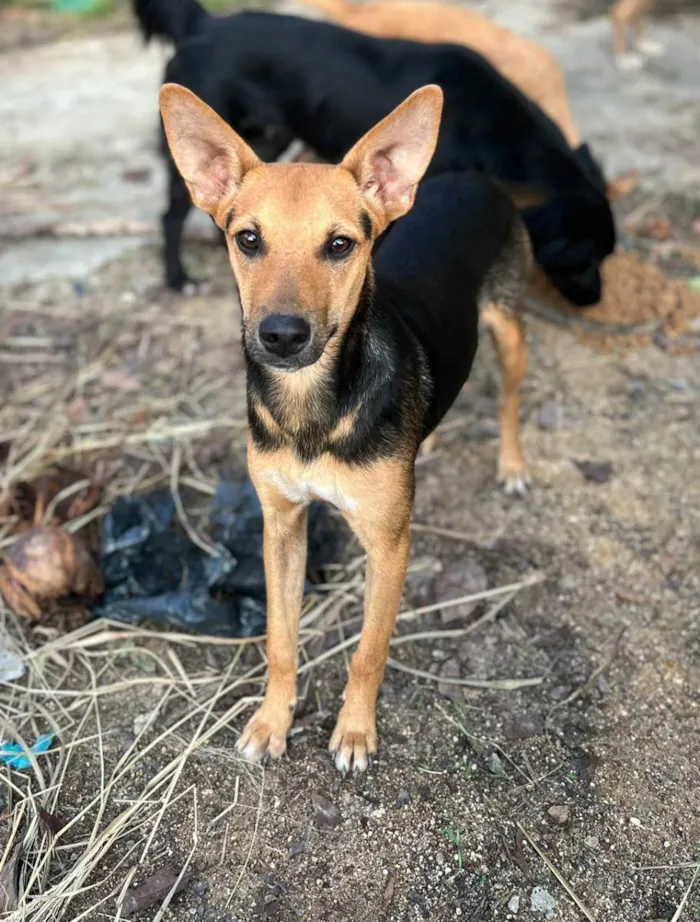 Cachorro ra a Indefinida idade 7 a 11 meses nome Anitta
