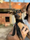 Pinscher