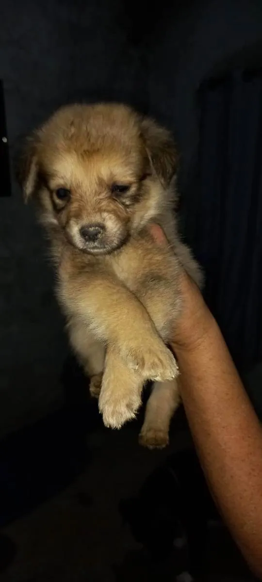 Cachorro ra a Indefinida idade Abaixo de 2 meses nome Sem nome