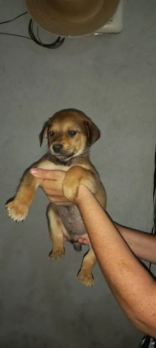 Cachorro ra a Indefinida idade Abaixo de 2 meses nome Sem nome