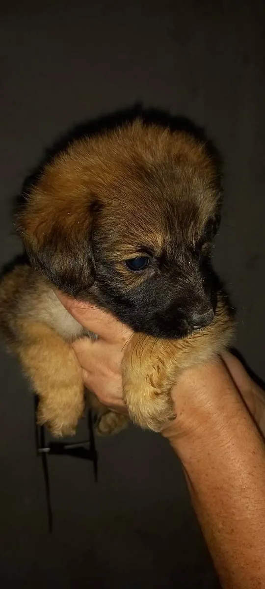 Cachorro ra a Indefinida idade Abaixo de 2 meses nome Sem nome