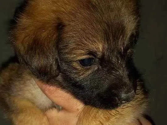 Cachorro ra a Indefinida idade Abaixo de 2 meses nome Sem nome